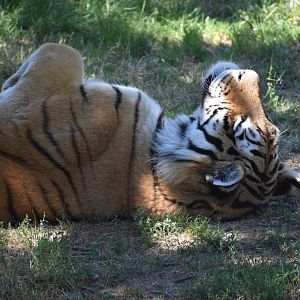 Amur tiger (Panthera tigris altaica)