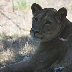 African lion (Panthera leo)