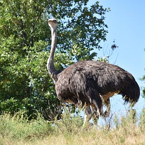 Common ostrich (Struthio camelus)