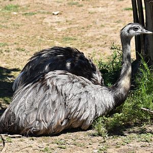 Greater rhea (Rhea americana)