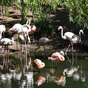 Greater flamingo (Phoenicopterus roseus) & Chilean flamingo (Phoenicopterus chilensis)
