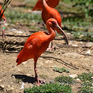 Scarlet ibis (Eudocimus ruber)
