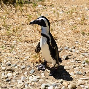 African penguin (Spheniscus demersus)