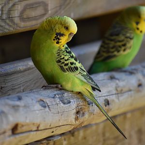 Budgerigar (Melopsittacus undulatus)