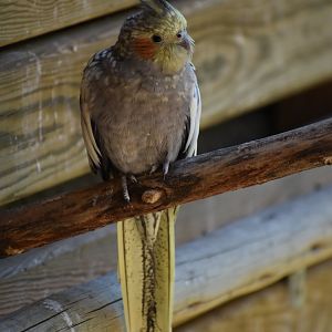 Cockatiel (Nymphicus hollandicus)