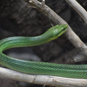 Red-tailed green rat snake (Gonyosoma oxycephalum)