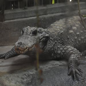Dwarf crocodile (Osteolaemus tetraspis)