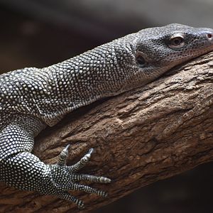 Mangrove monitor (Varanus indicus)