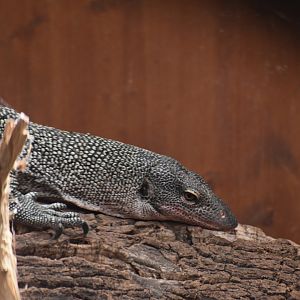 Mangrove monitor (Varanus indicus)