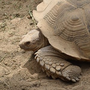 African spurred tortoise (Centrochelys sulcata)