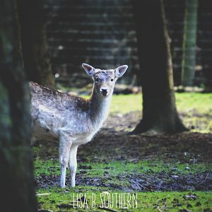 fallow deer doe