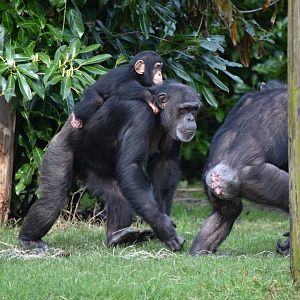 Western chimpanzees