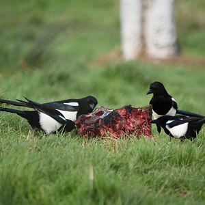 A meal fit for a king?