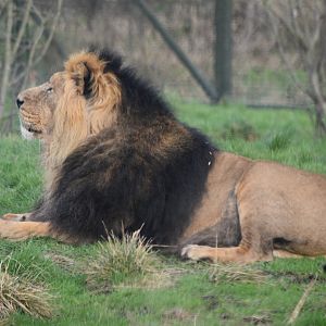 Asiatic lion "Iblis"
