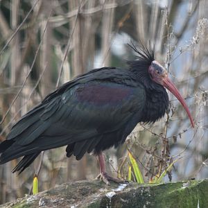 Northern bald ibis