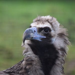 Eurasian black vulture
