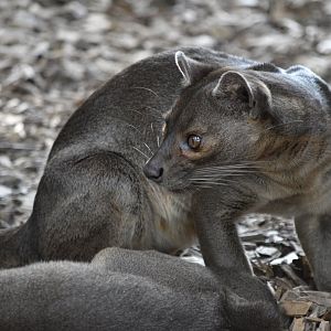 Fossa