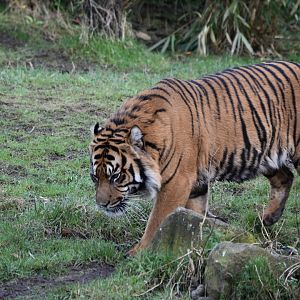 Sumatran tiger "Dash"