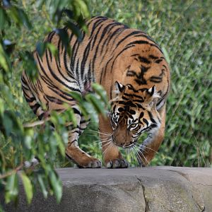Sumatran tiger "Kasarna"
