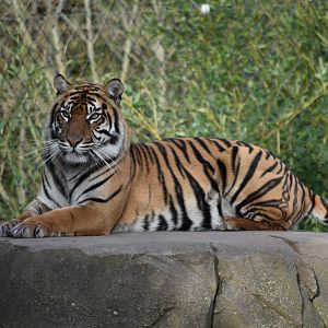 Sumatran tiger "Kasarna"