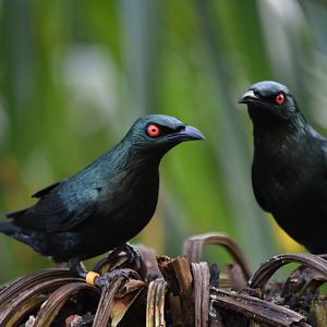 Asian glossy starlings