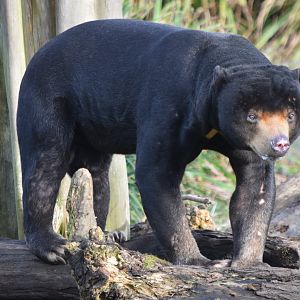 Malayan sun bear