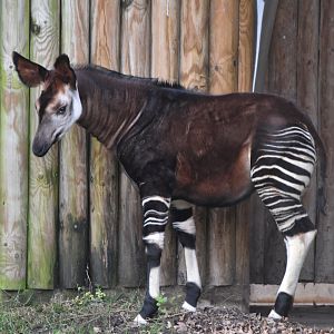Okapi calf