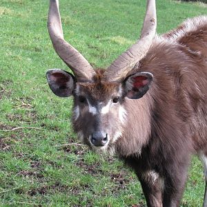 West African sitatunga