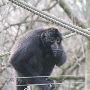 Colombian black spider monkey