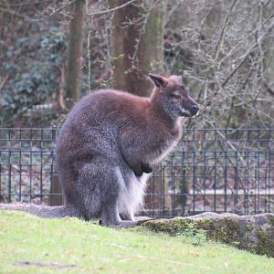 Red-necked wallaby