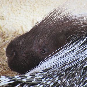 Cape porcupine