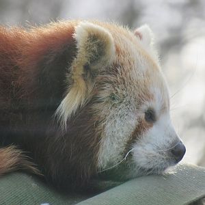 Nepalese red panda