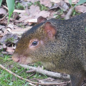 Azara’s agouti