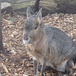 Patagonian mara