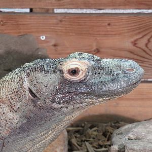 Komodo dragon - Pete