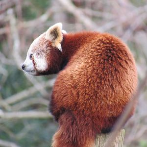 Nepalese red panda