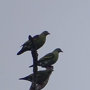 Thick-billed green pigeon  (Treron curvirostra curvirostra)