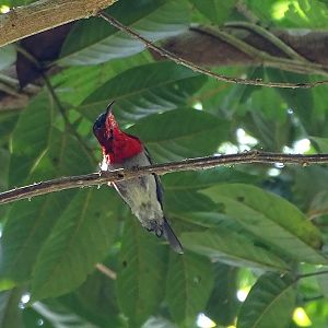 Crimson sunbird (Aethopyga siparaja) male