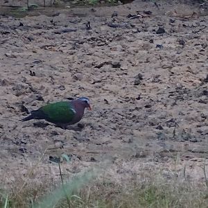 Common erald dove (Chalcophaps indica indica)