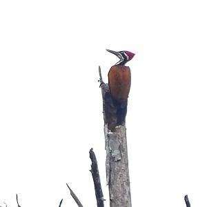 Greater flameback (Chrysocolaptes guttacristatus)