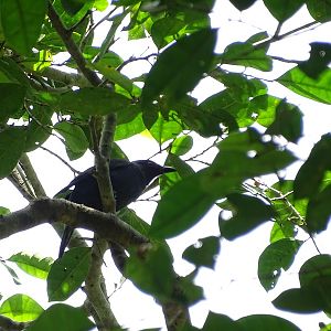 Asian fairy bluebird (Irena puella puella) female