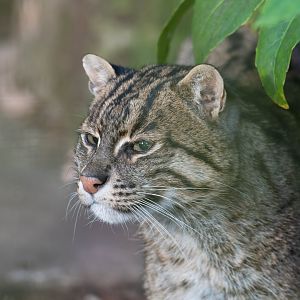 Fishing Cat, Drayton manor theme park zoo, UK