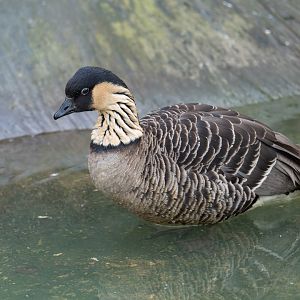 Hawaiian goose / Nene, Drayton manor theme park zoo, UK
