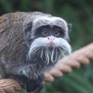 Emperor Tamarin, Drayton manor theme park zoo, UK