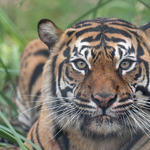 Sumatran tiger, Dora, (f), Drayton manor theme park zoo, UK