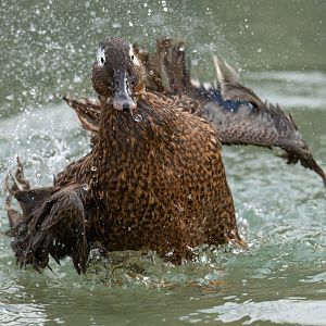 Laysan Teal, Drayton manor theme park zoo, UK
