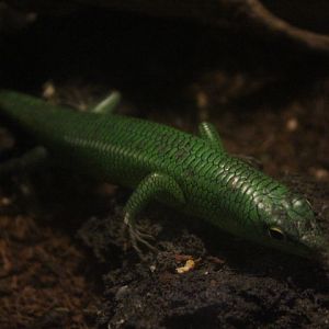 Emerald tree skink (Lamprolepis smaragdina)