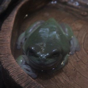 Australian green tree frog (Ranoidea caerulea)