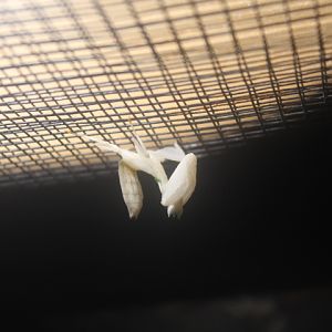 Malaysian orchid mantis (Hymenopus coronatus)