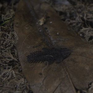 Trilobite beetle (Platerodrilus paradoxus)